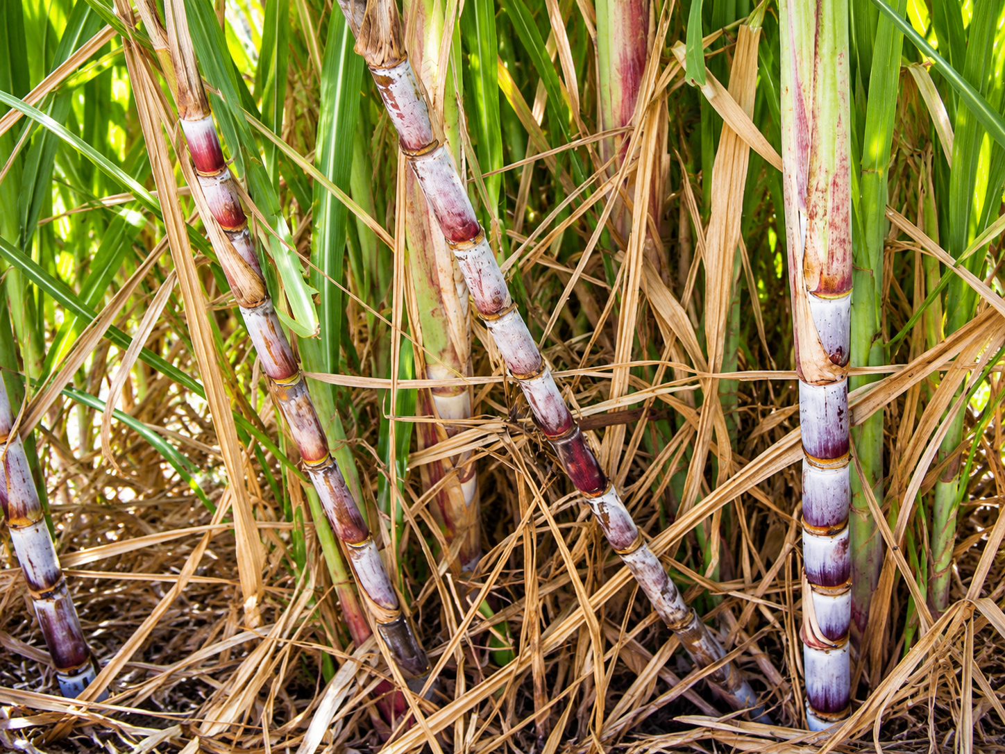 Sugarcane